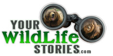 Share wildlife experiences from around the world. Post and rate animal sightings, discover wildlife hotspots.