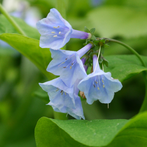 Bluebelle728's profile picture. musician, landscape photographer