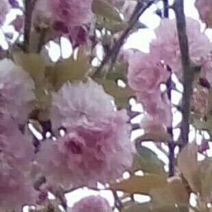 LauraLeeRichey1's profile picture. A friend