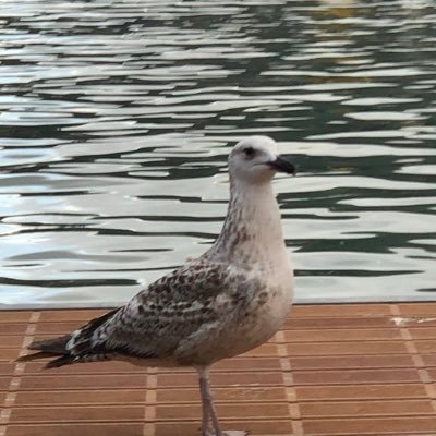 007jj0071's profile picture. Boh