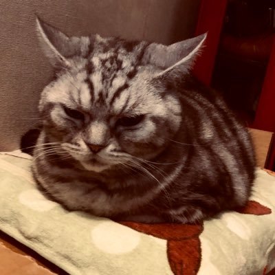 sakura_G_K's profile picture. 競馬/巨人/野球　よろしくお願いします