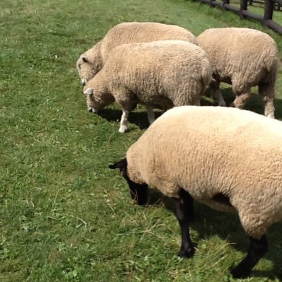 DragonflyNi's profile picture. 正しく事実が共有され、道理が通る社会をつくりましょう。