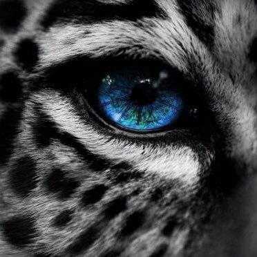 CA_Cheetahs Profile Picture