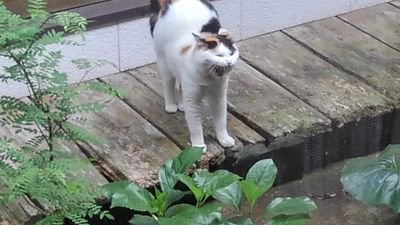 ikuhei1974's profile picture. 情報収集とあんまりなニュースの拡散のためXを利用。
どちらかといえば、拡散をお手伝いするポジションです。