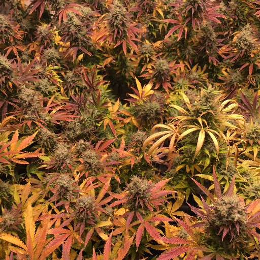 Cannabis Stocks & Options. Buy the best grow lights and gear @ https://t.co/ql0gB8Xyxl & https://t.co/TpTBPoMoH1 #growyourown #potbellyproduce #eastcoasthydro #cannabis
