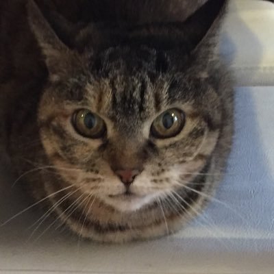 こんにちは猫のはなちゃんです！猫、弁当、料理、商品紹介や日常を呟きます！