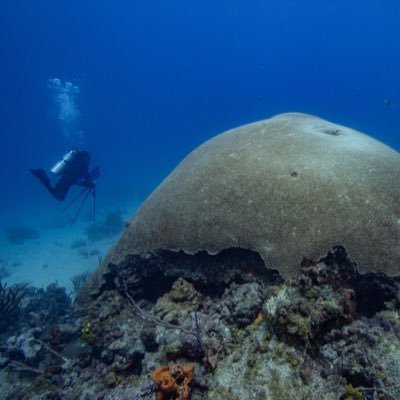 Coral Reef Ecologist @imagovtt Project Operator of the #MaritimeOceanCollection @SpeSeas Writer of #WildTobago