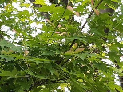 j5mk8SbmSLeVyyY's profile picture. 中学生の時からおじちゃんとあだ名を付けられて50余年、活力をますます発揮しなくちゃ‼️