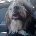 Teresa Hyde - @PetHydeout - Twitter