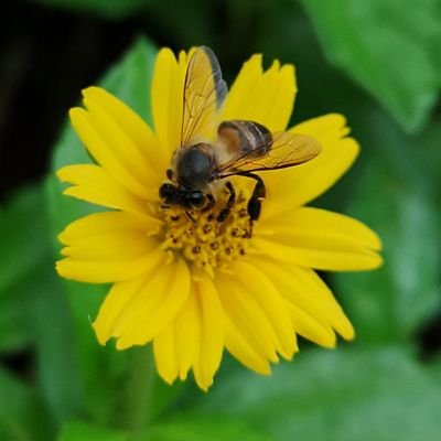 tempestite's profile picture. 