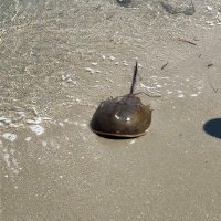 九州大学地学研究部化石班 (@qchiken_fossil) 's Twitter Profile