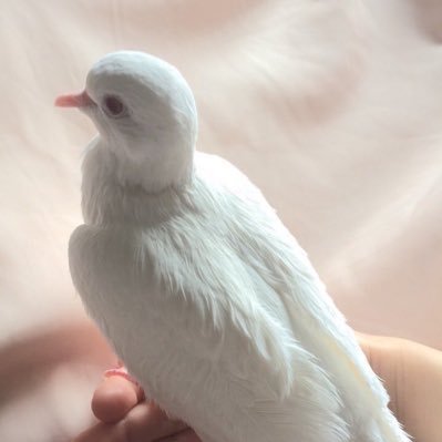 Nehal_HRB's profile picture. سأظل أتعلم من الحياة حتى أصل إلى مستوى يليق بي , وسأظل اخطئ حتى أتقن ما أريد✨. #انا_احيائي 👩🏻‍⚕️🔬