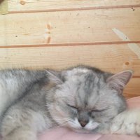 カズマやん (@vztyf) 's Twitter Profile