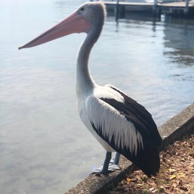 TronbetP's profile picture. Just a pelican who likes to gamble