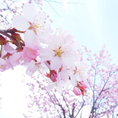 sakurasora7's profile picture. わたしの世界を🌎✨ 天使が大好き👼🏻💎 #アースエンジェル #プレアデス #想心つづり #禅 #読書 #HSP #エンパス #オラクルカード #タロットカード #カメラ #カリグラフィー #パステルアート #ペンジュラム Angel ໒꒱✧* Self Feeling