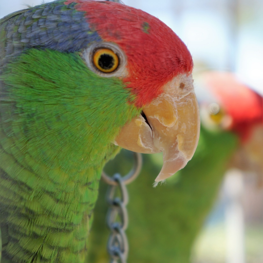 here you find all the needs for your best friend
#pet accessories #petsupplies #petcustoms