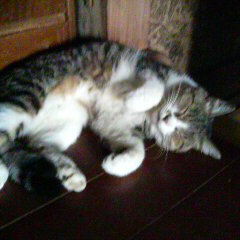 kbt4878's profile picture. かつてめちゃくちゃ地図書きしてた、しがない本OLです。現在何をしてるかは内緒🤫 好きなものは寿司🍣とコーギー🐶とコリラックマ