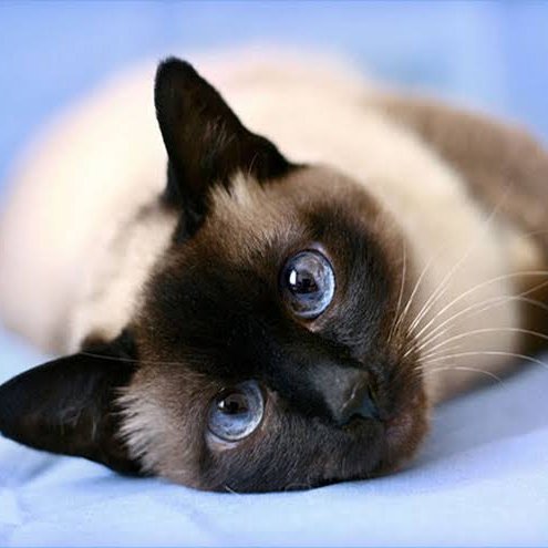 neko_move's profile picture. 