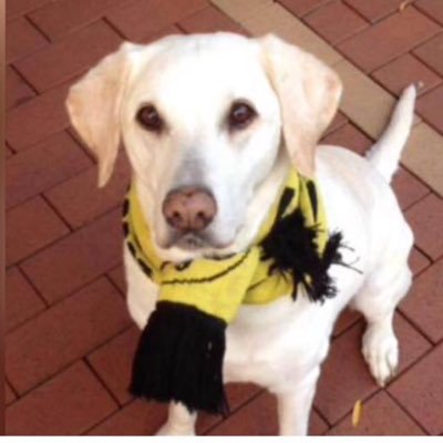 msl93l's profile picture. BVB | LFC | NBA | Nole | Cowboys