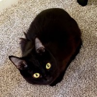 Meggie ๐ ๐ฆ (@meggiebfox) 's Twitter Profile