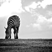 winmarc 🦓 (@marcwinmarc) 's Twitter Profile