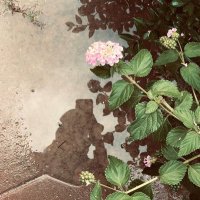 راما ✨ (@ram_ahn77) Twitter profile photo