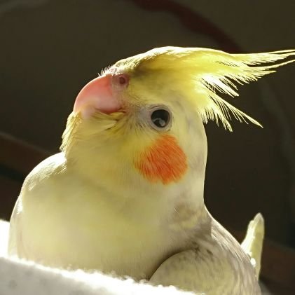 オカメインコの くるる🐥(2022.10.28🌈)りるる🐤パルメ🐣2022.7.10に仲間入りした空⛅️海🌊と暮らしてます.𖤣𖥧𖡼.
鳥さん大好き♡オカメが最高に大好き♡

くるる屋 @kururuya966 不定期活動中๑
🕊