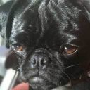 Geoffrey Hoffman - @LoveThosePugs - Twitter