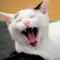 のみー (@swallow_sought) 's Twitter Profile