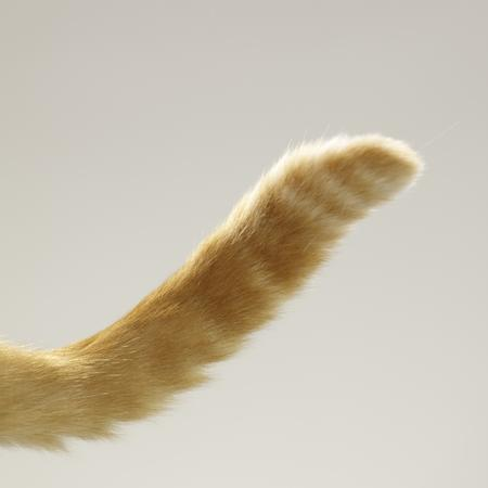 多頭飼育崩壊した現場の猫たちを自宅に連れ帰り、お世話をしています。 アマゾン欲しいものリストから物資を支援していただけたら助かります。(主に猫のフード、猫砂です)物資は常に不足気味ですので、何でも嬉しいです! ↓ こちらのリンクからお願いします