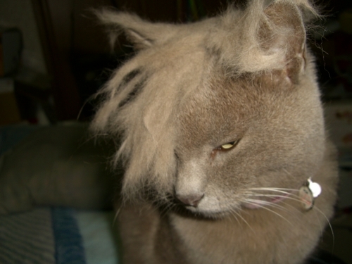 つやけし様の下僕です。猫＞ゲーム＞模型といった優先順位だったりします。