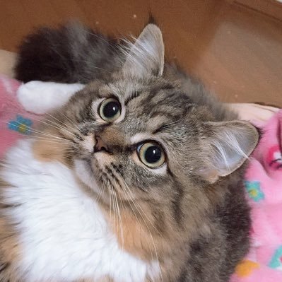 🐈専用垢です★ねぎちゃんは大型猫のラガマフィンで1歳と9ヶ月で7キロになりました！！るる君はノルウェージャンのイケメンおやんちゃ坊★猫好きさん大歓迎💓 (無言フォロー失礼します🙇)#猫 #ラガマフィン #ノルウェージャンフォレストキャット #シーズー #猫好きさんと繋がりたい