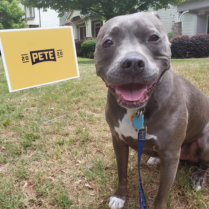 Pitbulls (and their parents) support Mayor Pete Buttigieg for President 2020! unofficial fan account, not connected to campaign