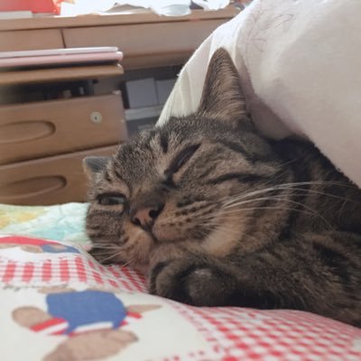 麦ちょこさんのプロフィール画像