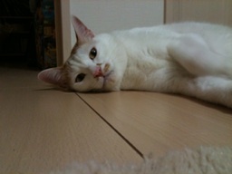 SRE/SWE @CaddiTech メイン業務は家事育児。サッカーはvalenciaを応援してます。そんなことより娘可愛い。