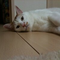 akitok(@akitok_) 's Twitter Profile Photo