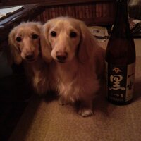 nondaro (@nondaro5) Twitter profile photo