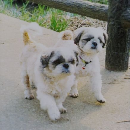 はじめまして😊✨　　ただの犬&猫大好きでつ😆　　特に❗老犬&老猫が大好物です💕　　🐶２匹🐱４匹の大所帯でしたが　H24に最後の子が🌈へと…　順番にお空へ帰って行き　現在はTwitterの可愛子ちゃんを物色中でつ✨😍✨　　どぞ！よろちく～✨🍀✨～　　　無言フォローすみません😆✨