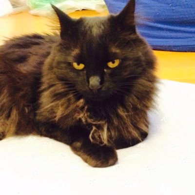 soramoka4's profile picture. 元野良猫の、黒猫モカと三毛猫ミクと、ふなっしーに癒されながら、毎日頑張っています！それから、フトアゴヒゲトカゲのトゲピーも飼ってます。出身地はうどん県、私の身体はうどんで作られています。