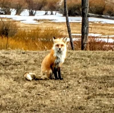 DonnyWalls2's profile picture. old ugly, mean, got a dog that bites liberals, an this is not Tinder! it's Twitter!
An MEGA my day