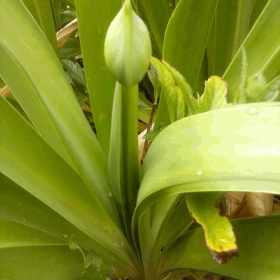 Interesado por las plantas en general y en identificar las que crecen de semillas arrastradas por el viento sin ninguna atención ni cuidado.