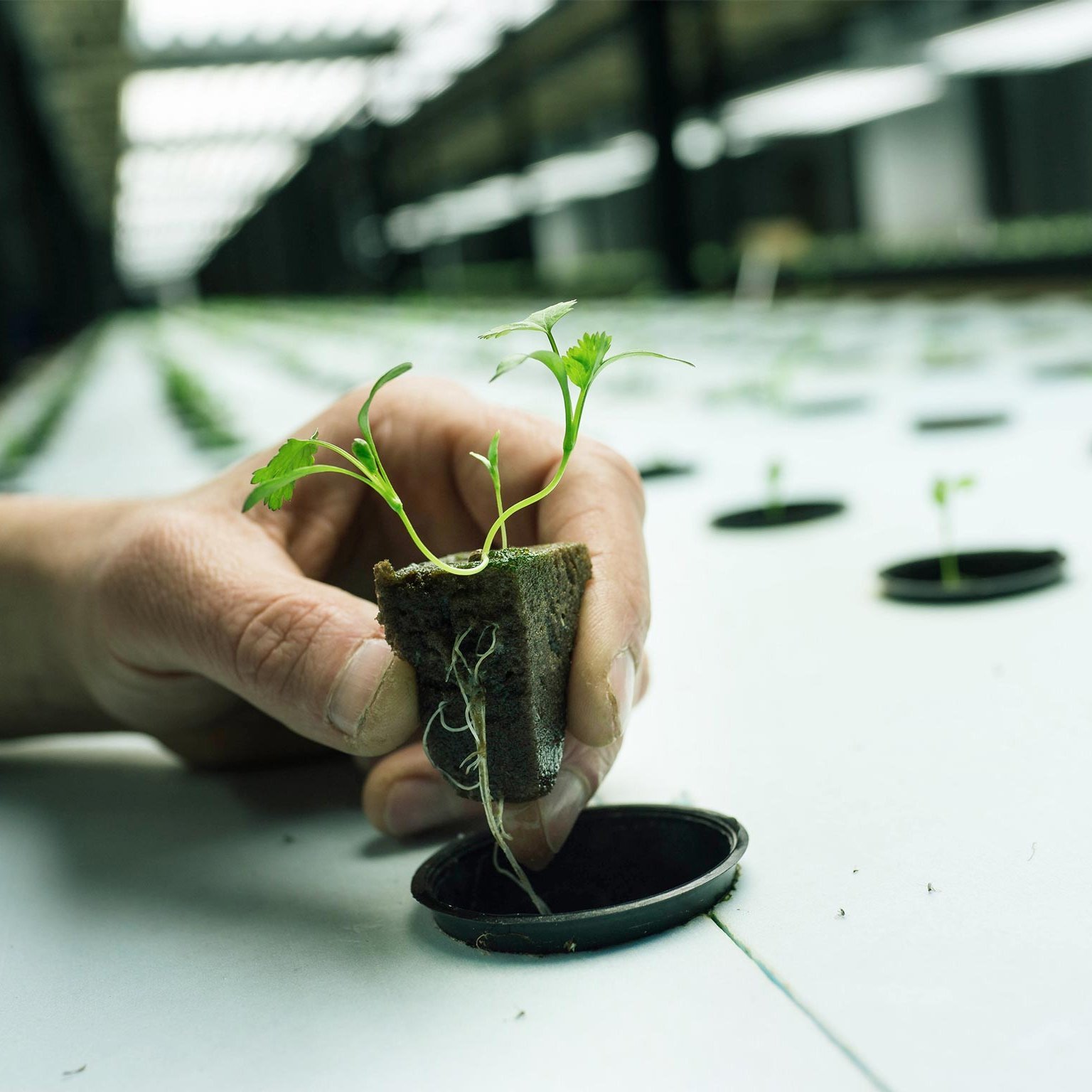 Passionate abt #UrbanFarming #smartfarming #agritech #datascience Grower Leafy greens & herbs in Controlled Environment Agriculture Center #UGDelhi