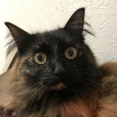ねこかんさんのプロフィール画像
