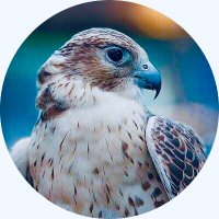 محمد X (@44_mo7ammed) 's Twitter Profile