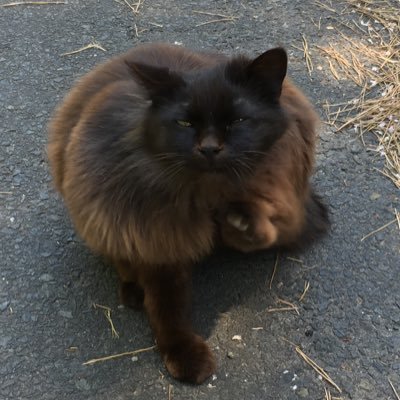 イリューさんのプロフィール画像