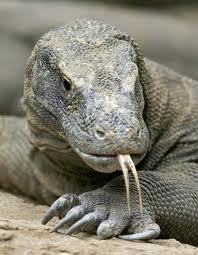 Save our Komodo = save our world