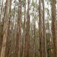 PeterAHarrison (@_paharrison) 's Twitter Profile