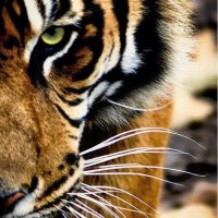 Maggie(@mags4tigers) 's Twitter Profile Photo