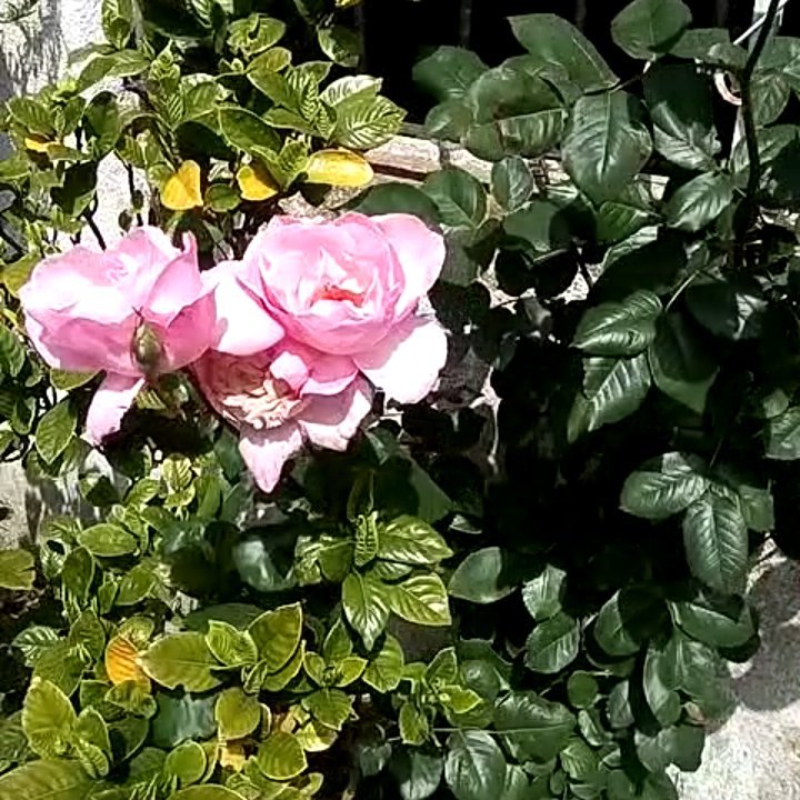 noemiprado15's profile picture. ESTADO FELiZ  AMAN 56443