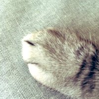 あかねこ (@akaneko_74) Twitter profile photo